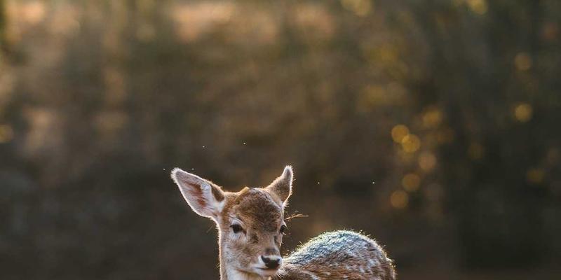 ESG投资深度解析：如何通过环境、社会和治理因素在理财平台筛选优质资产